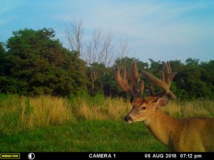 Hidden Hollow Whitetail Deer, whitetail deer, Ohio Whitetails