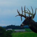 Whitetail buck, whitetail deer, Hidden Hollow Whitetail Ranch, trailcam
