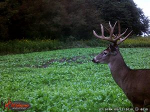 hunting packages hunt options at hidden hollow white tail ranch - whitetail deer hunts in ohio