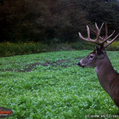 hunting packages hunt options at hidden hollow white tail ranch - whitetail deer hunts in ohio