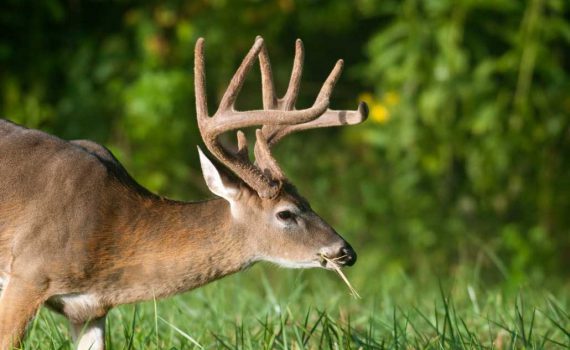 Hidden Hollow Whitetail Deer, whitetail deer, Ohio Whitetails