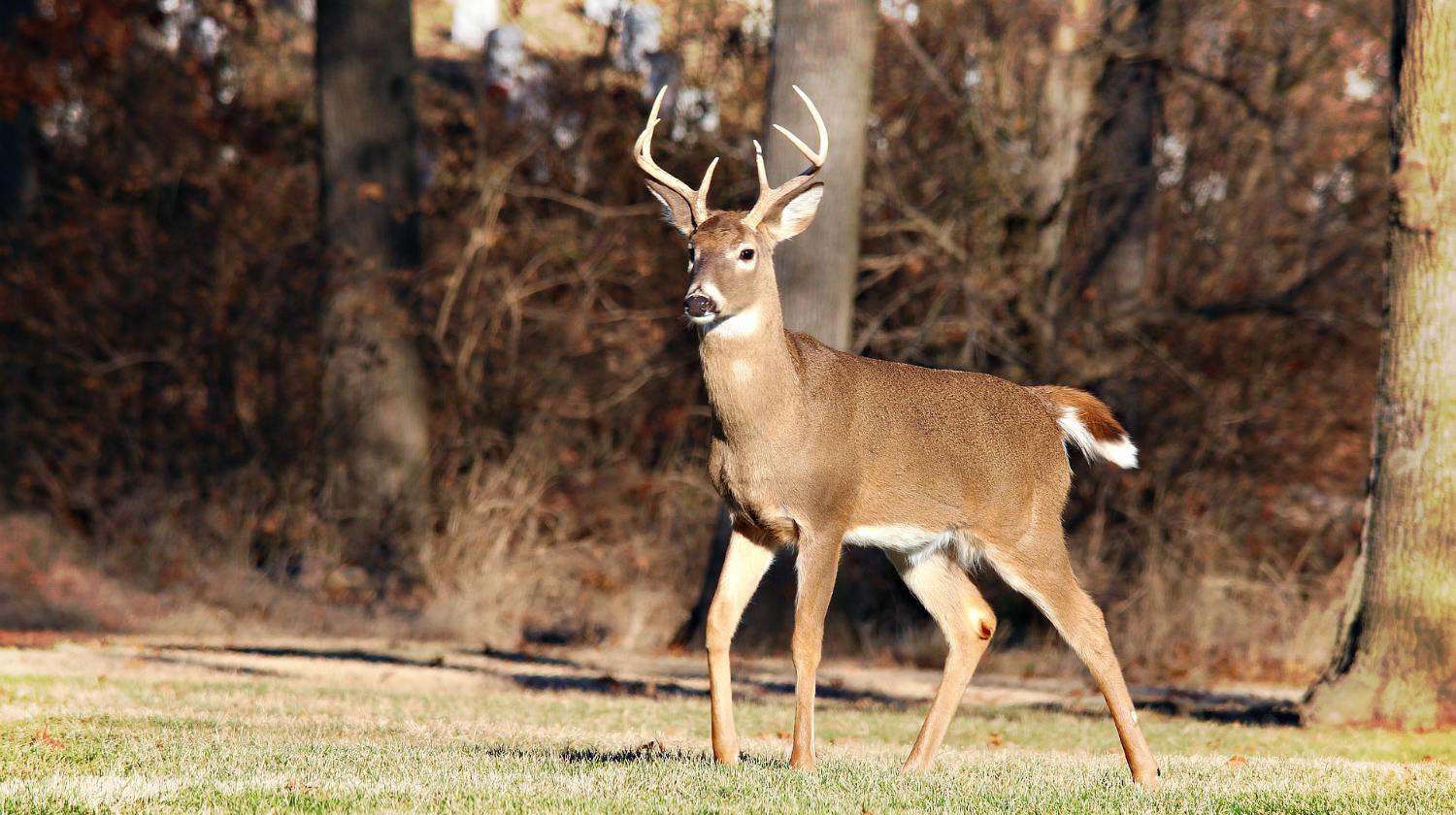 whitetail deer, deer in america, Whitetail Deer in America, Whitetail Deer in history, Whitetail Buck