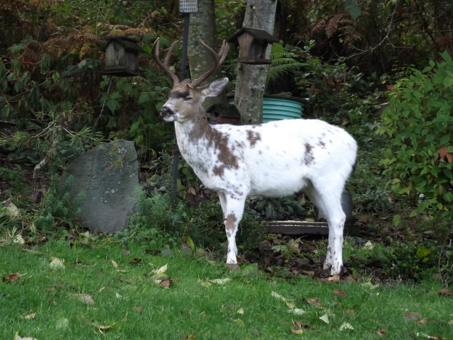 hidden hollow whitetail deer, piebald whitetail, piebald buck, whitetail deer mutations