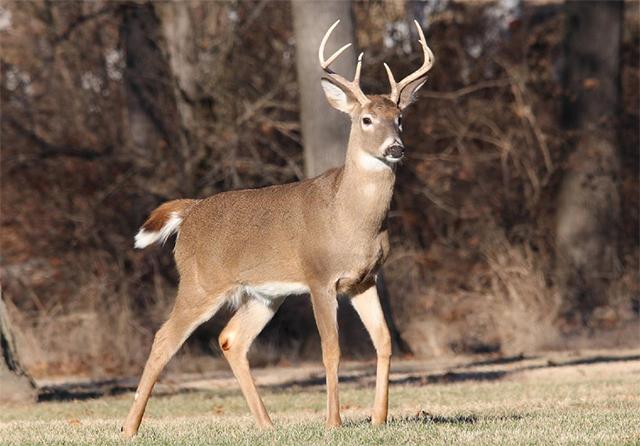 whitetail hunting ranch packages