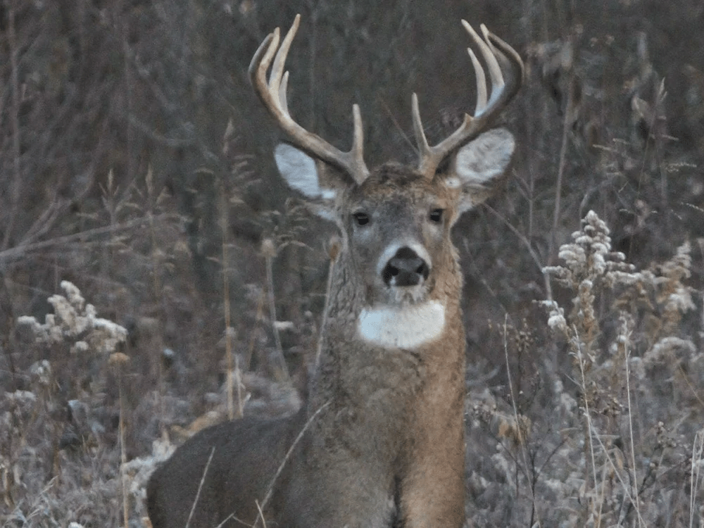 whitetail hunting preserve
